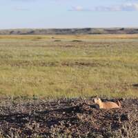 Grasslands National Park West Block: Black Tailed Prairie Dogs
