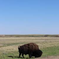 Grasslands National Park West Block: Bison in The West Block