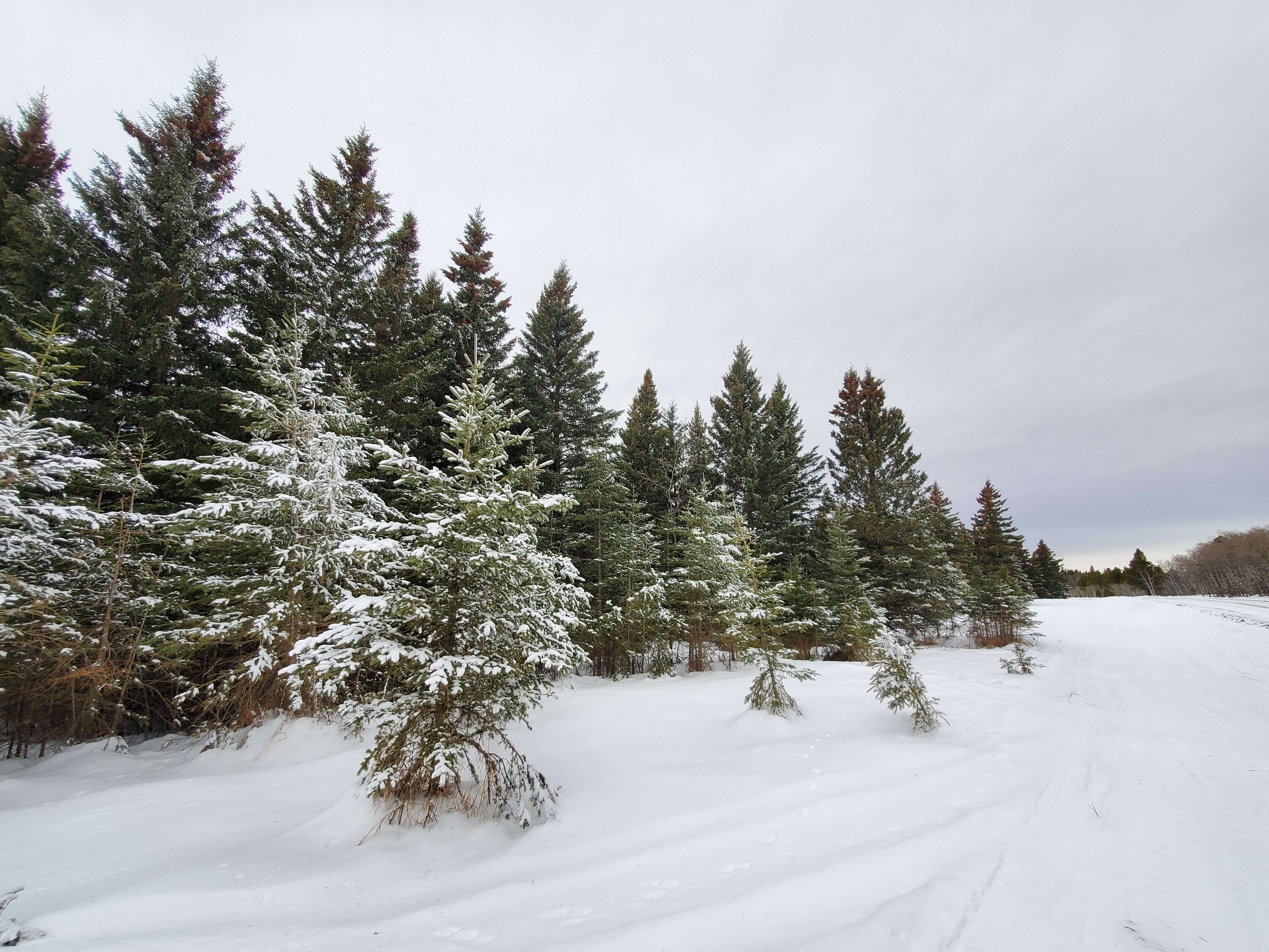 Cypress Hills